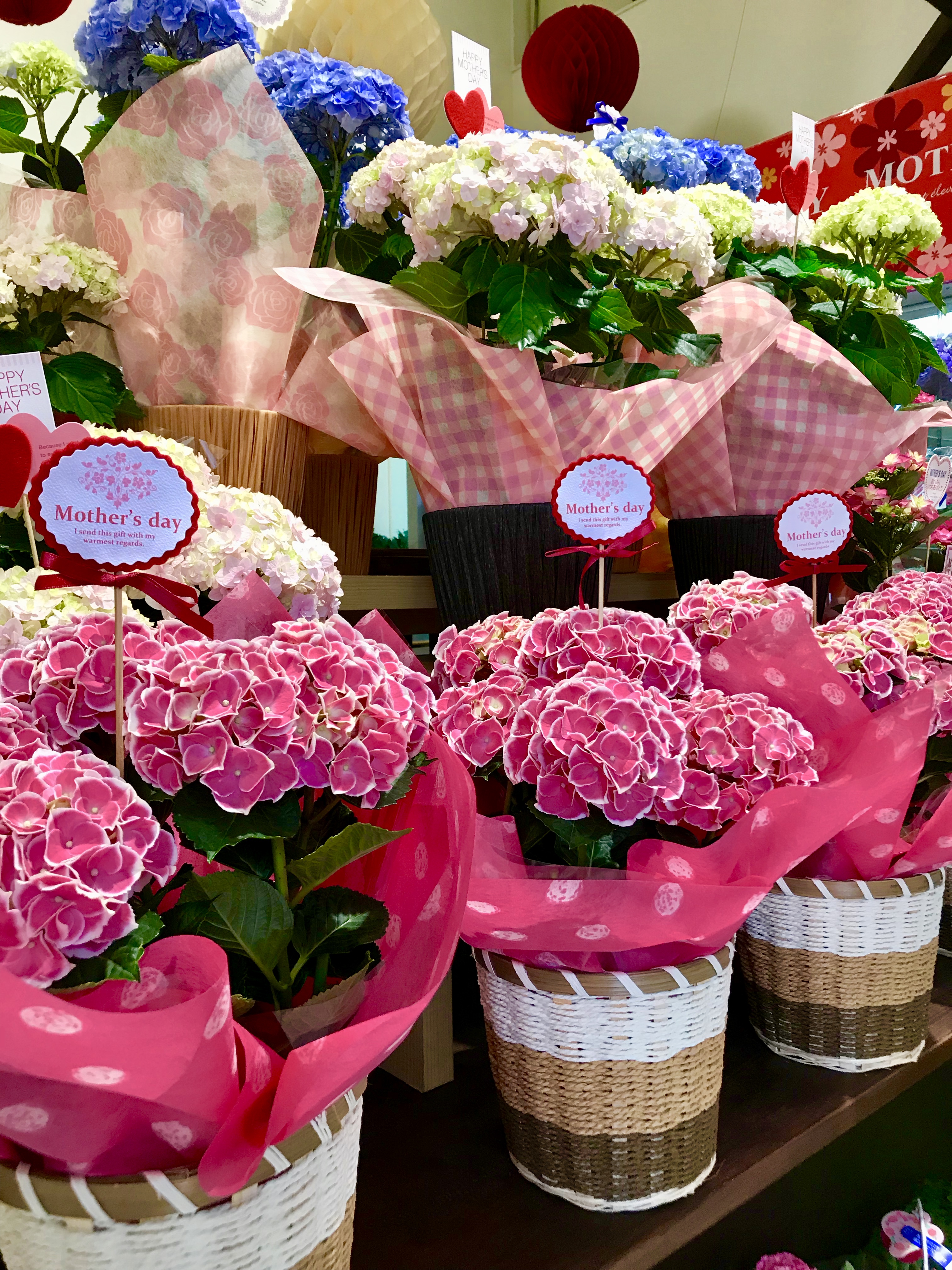 5月のお花 紫陽花 アジサイ こじま花店のホームページ